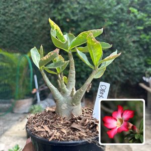 0510 52 Arabicum Drax Tigrada F3