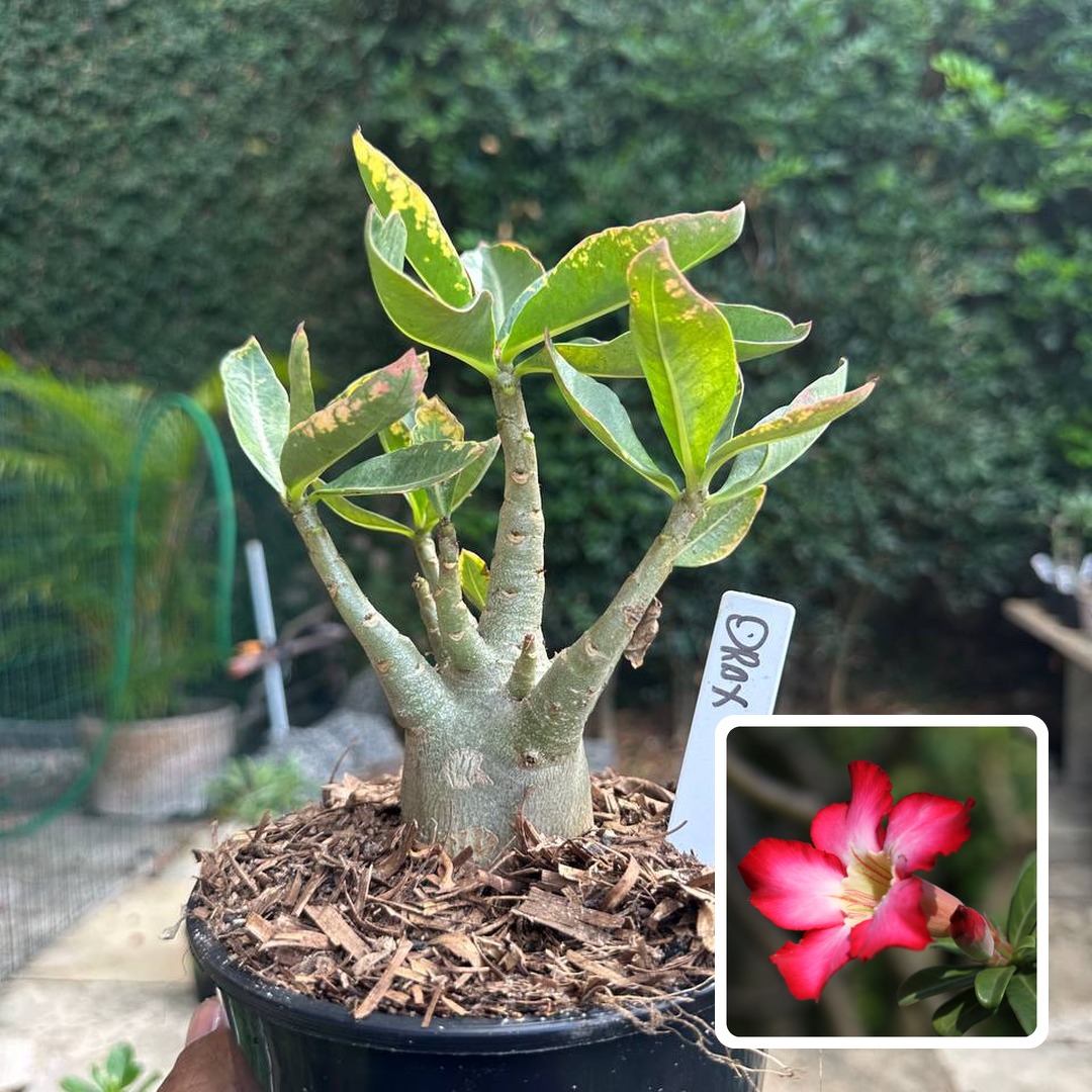 0510 52 Arabicum Drax Tigrada F3