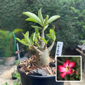 0510 53 Arabicum Gandalf F3