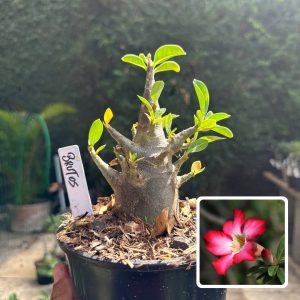 0510 54 Arabicum Brutos F3