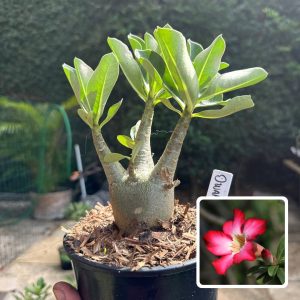 0510 55 Arabicum Dwarf F3