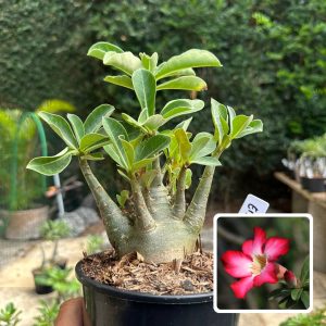 0510 56 Arabicum Eiffel F3