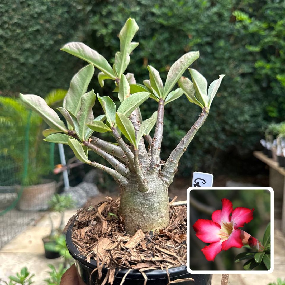 0510 57 Arabicum Galvatron F3