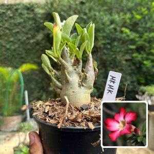 0510 58 Arabicum MK Mk F3