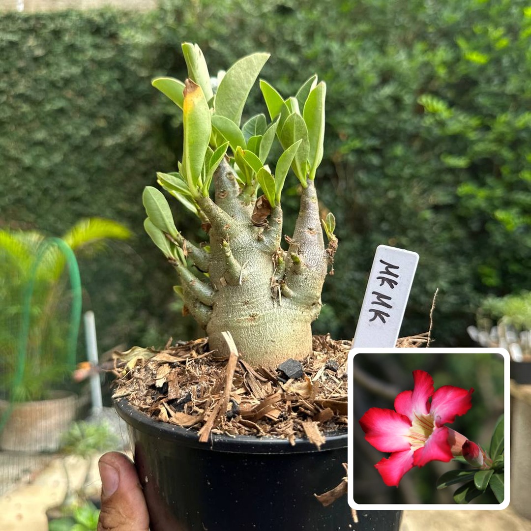 0510 58 Arabicum MK Mk F3