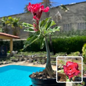 0510 99 Rosa do Deserto cibele (Leilão)