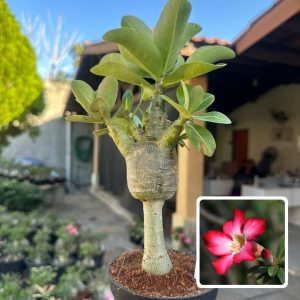 0610 01 Arabicum Vitrine Balãozinho