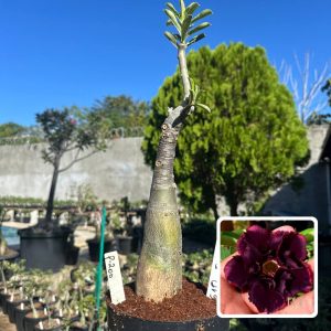 0610 01 Big Caudex P200