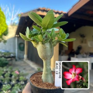 0610 02 Arabicum Vitrine Balãozinho