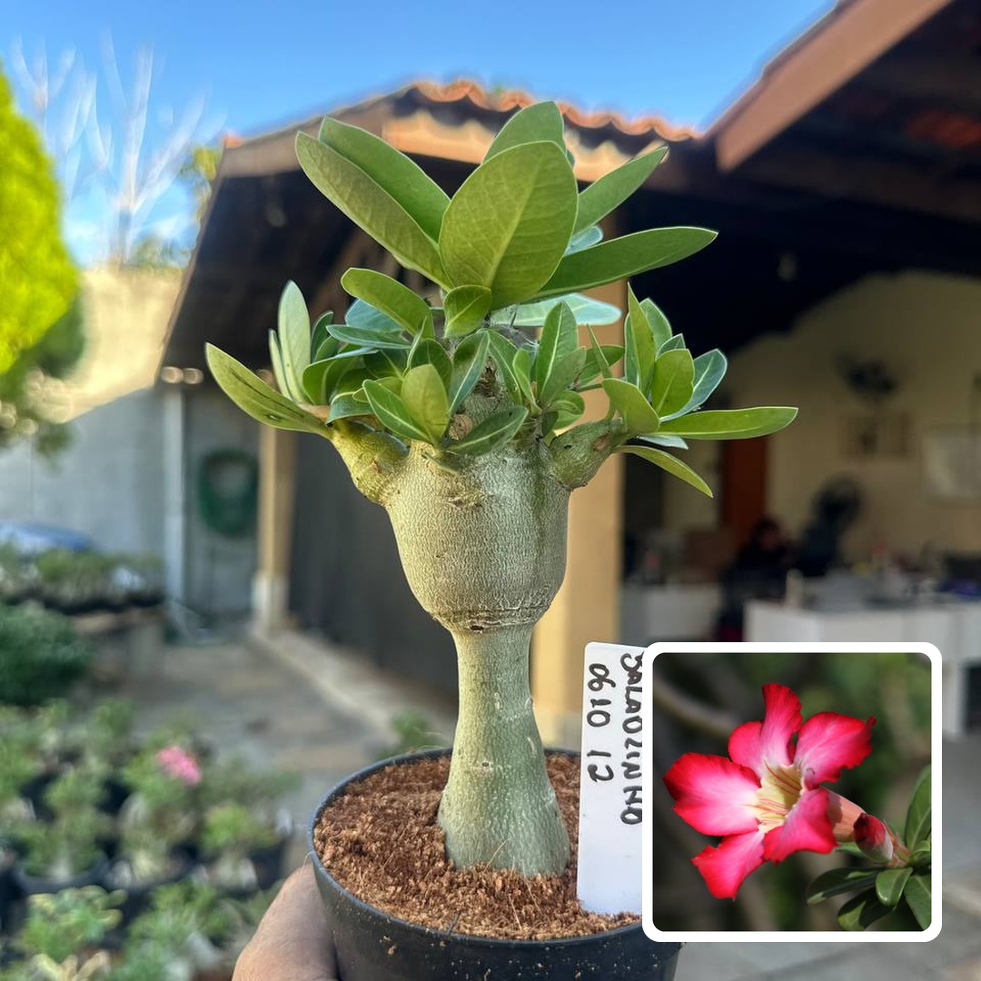 0610 02 Arabicum Vitrine Balãozinho