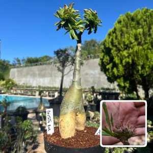 0610 02 Big Caudex Cristata Pink