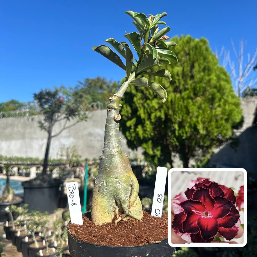 0610 03 Big Caudex Brd 8