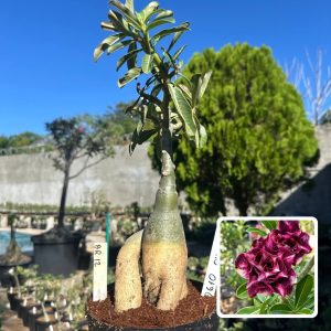 0610 04 Big Caudex BR 12