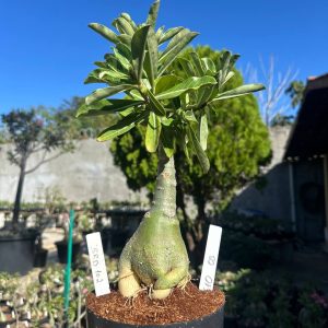 0610 05 Big Caudex Brd 102