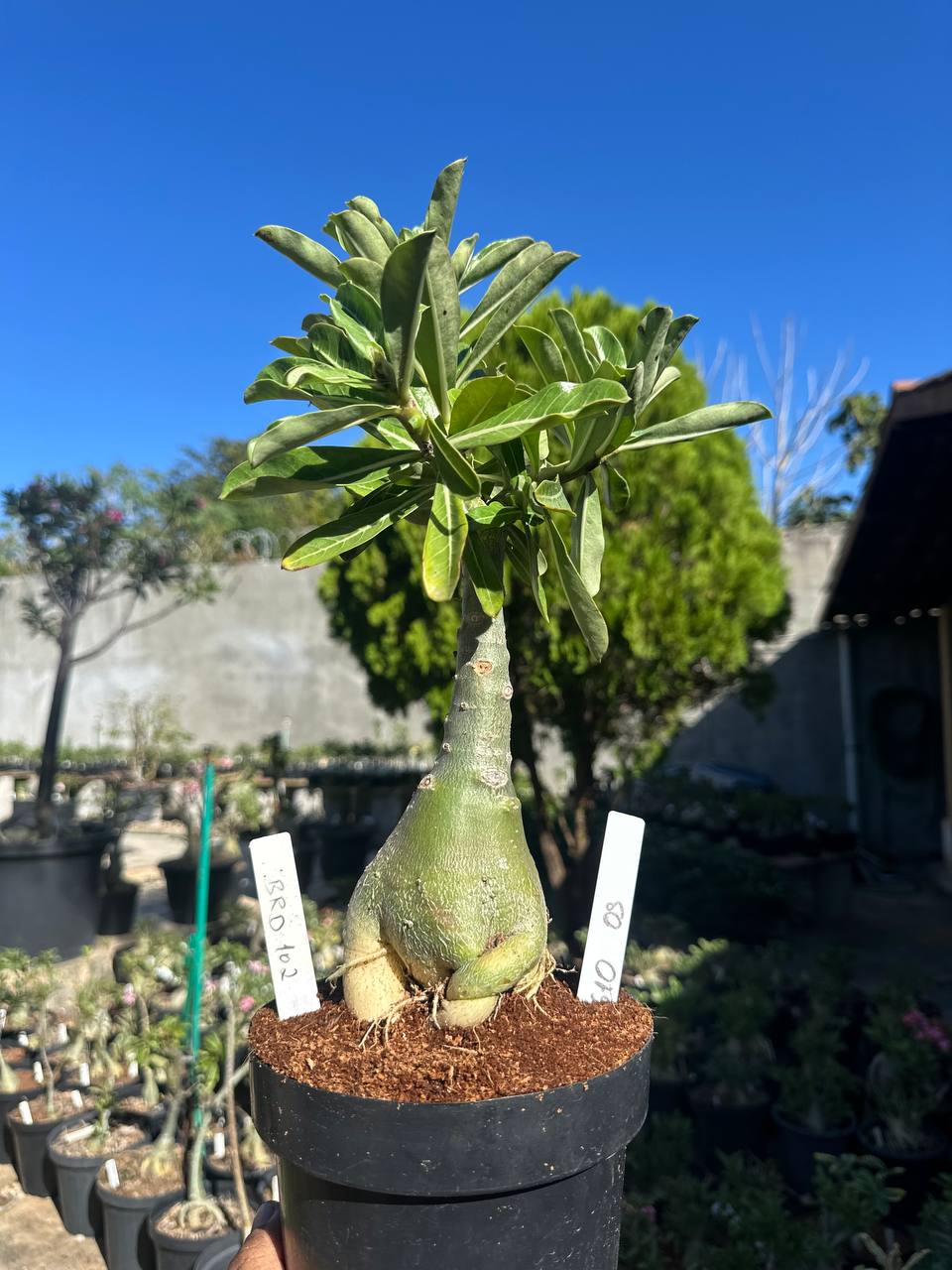 0610 05 Big Caudex Brd 102