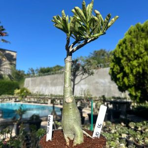 0610 06 Big Caudex Carnation