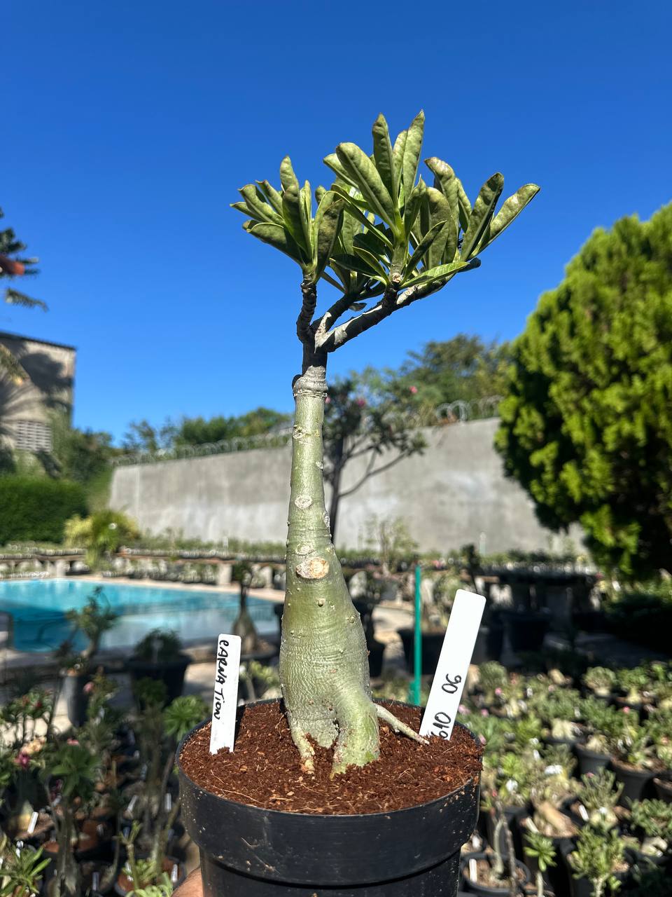 0610 06 Big Caudex Carnation