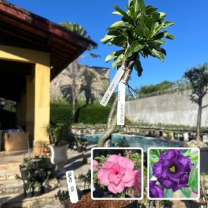 0610 07 ROSA DO DESERTO PATHUMMA X PURPLE BLUE (RAPUNZEL)