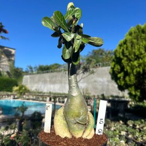 0610 07 Big Caudex T15