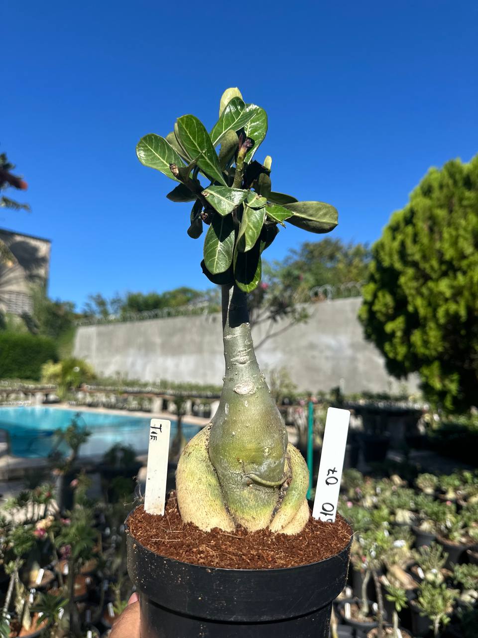 0610 07 Big Caudex T15