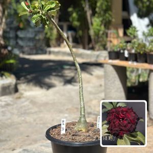 0610 24 Anaconda Blood Ruby