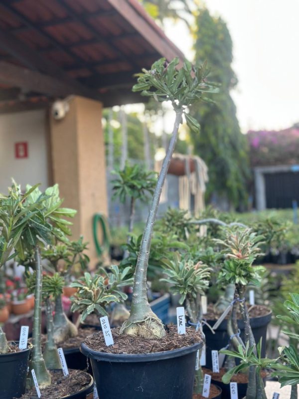 Anaconda Lilac