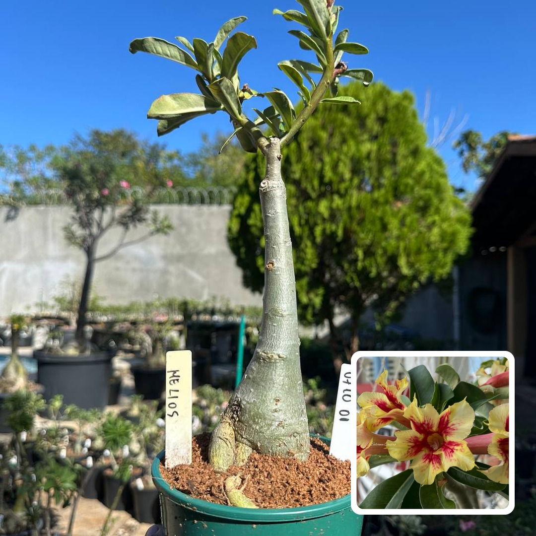 0710 01 Big Caudex Helios