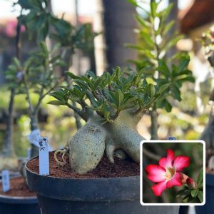 0710 01 Arabicum Tank - Adulta