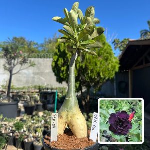 0710 03 Big Caudex Ra 04