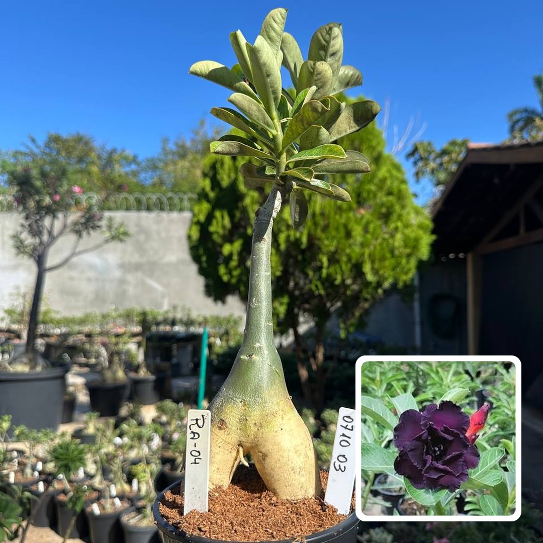 0710 03 Big Caudex Ra 04