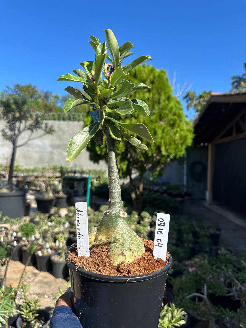 0710 04 Big Caudex Agraciada