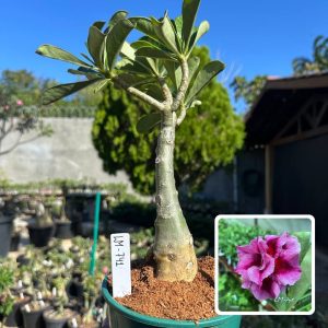 0710 06 Big Caudex Lm741