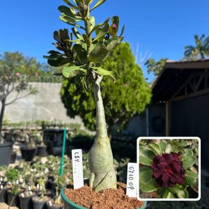 0710 09 Big Caudex L14
