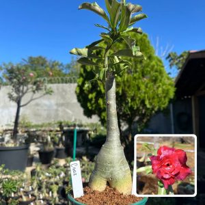 0710 11 Big Caudex cibele