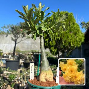 0710 12 Big Caudex Sunrise