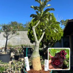 0710 13 Big Caudex Trufa Negra