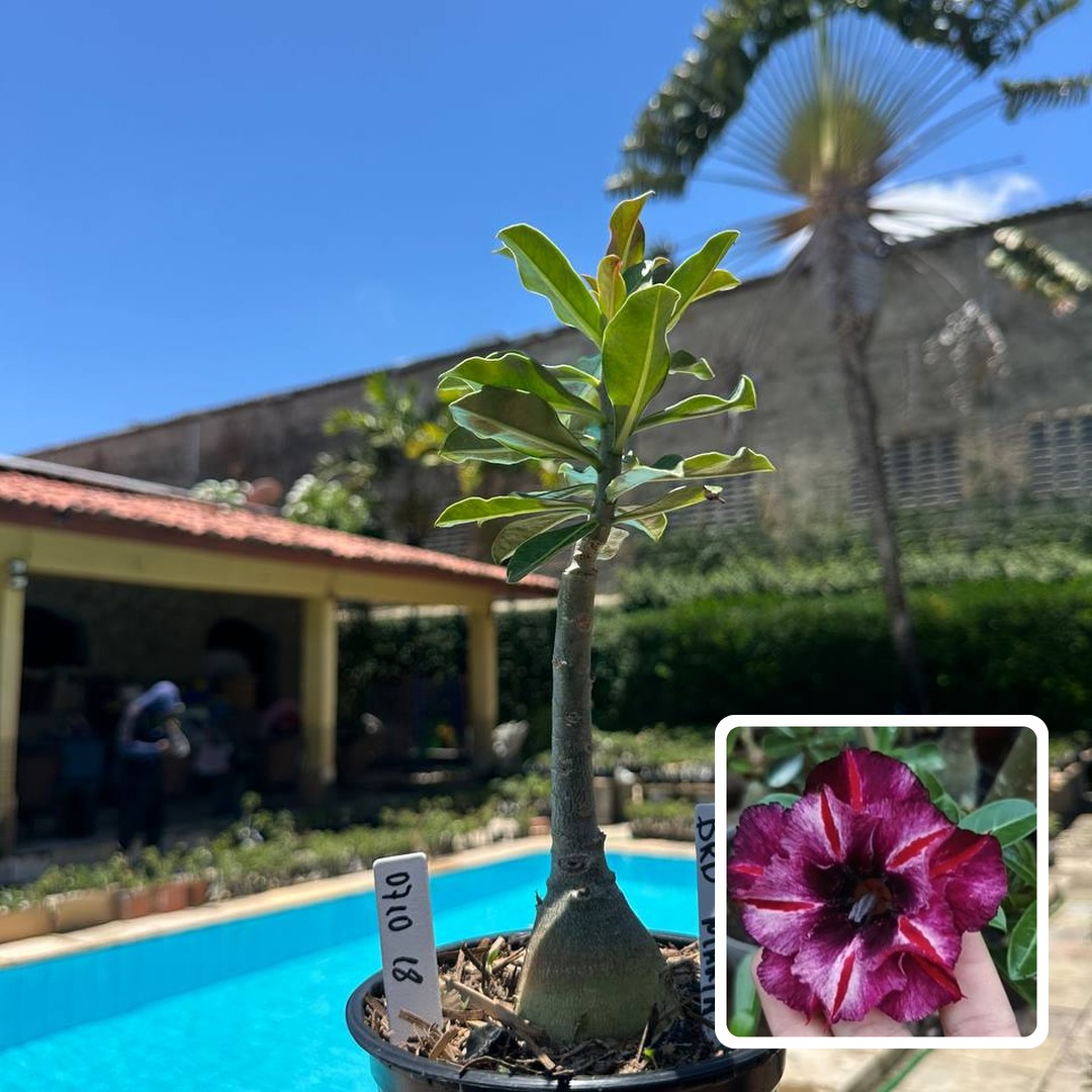 0710 18 Rosa do Deserto BRD Maria