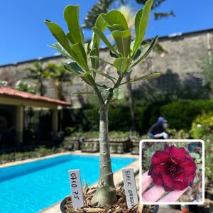 0710 67 Rosa do Deserto Black Dragon