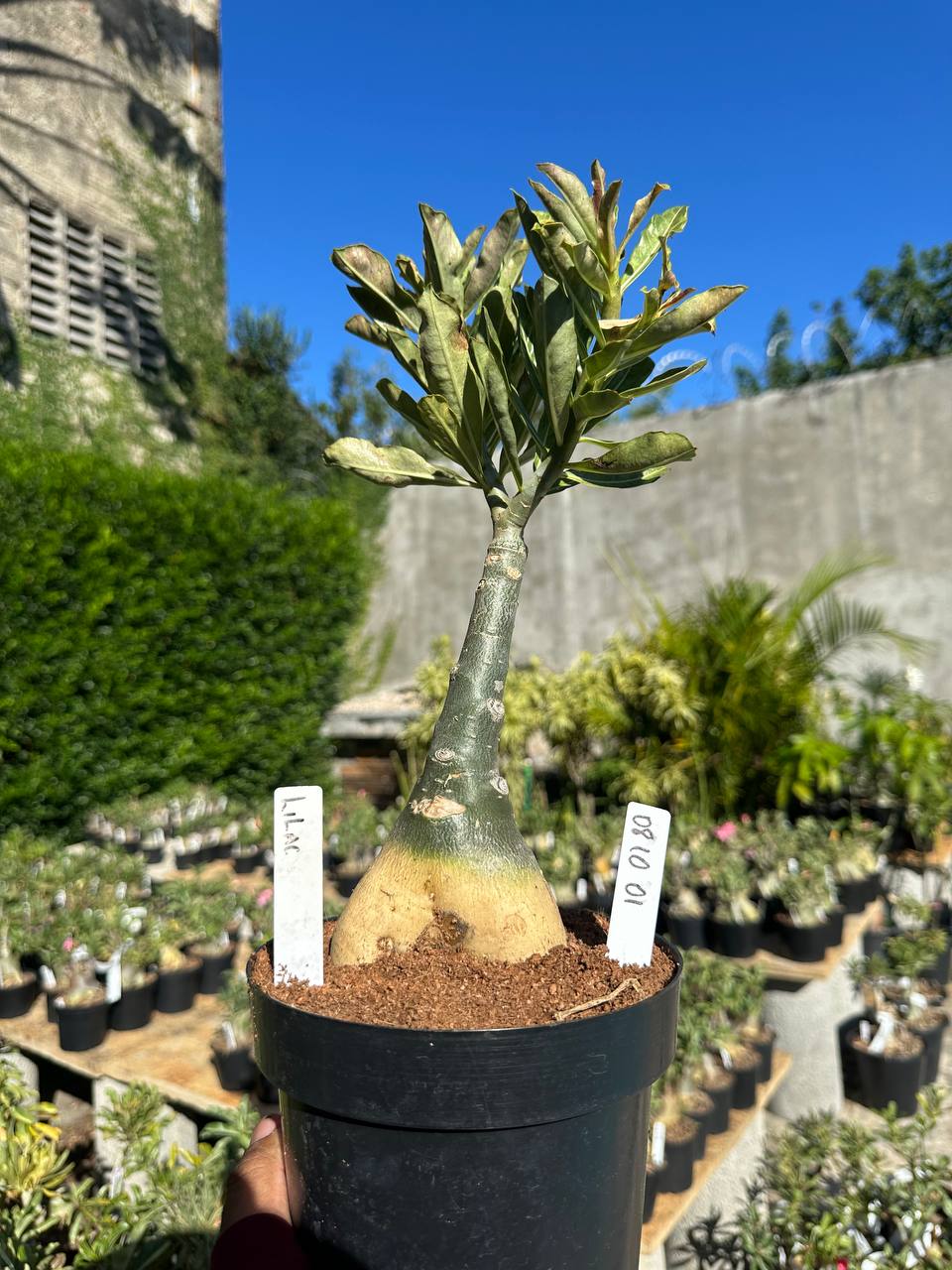 0810 01 Big Caudex Lilac