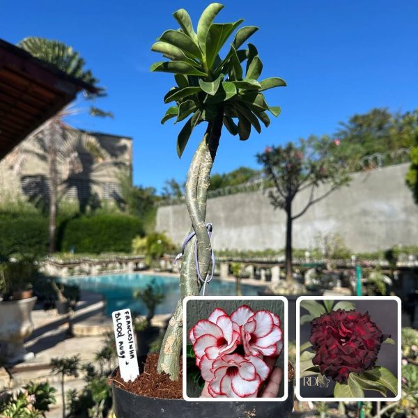 ROSA DO DESERTO FRANCESINHA X BLOOD RUBY (RAPUNZEL)