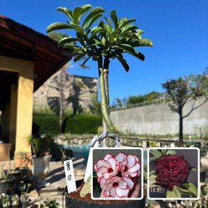 0810 03 ROSA DO DESERTO FRANCESINHA X BLOOD RUBY (RAPUNZEL)
