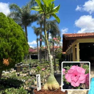 0810 07 Anaconda Baby Pathumma