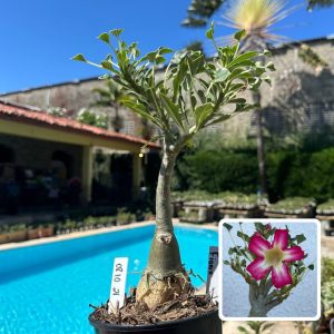 0810 21 Rosa do Deserto Fiona (Leilão)