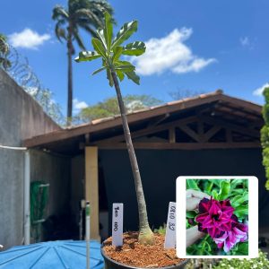 0810 32 Anaconda Baby Brd 100