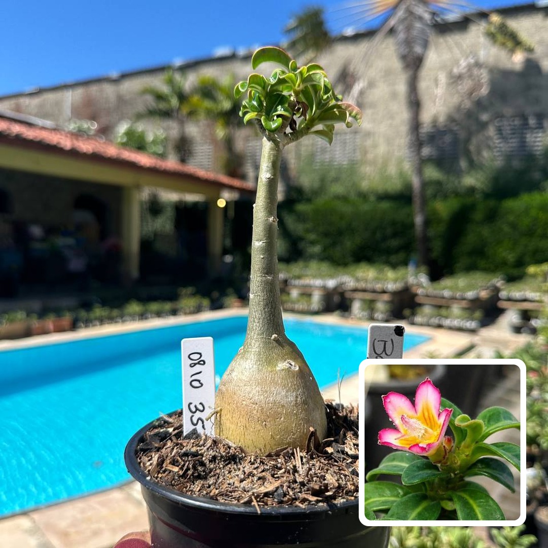 0810 35 Rosa do Deserto Bodedhamer