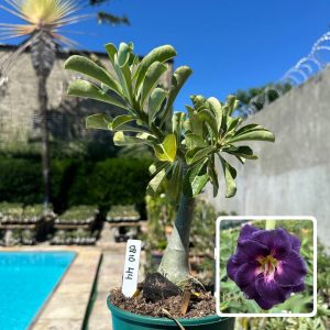 0810 44 Rosa do Deserto Malibu