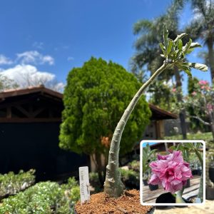 0810 67 Anaconda Baby Ultra Violet