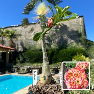 0810 71 Rosa do Deserto Tropical