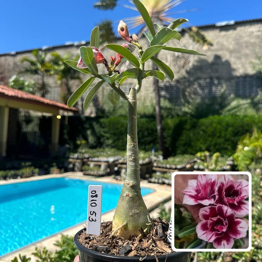 0810 73 Rosa do Deserto Star Brown