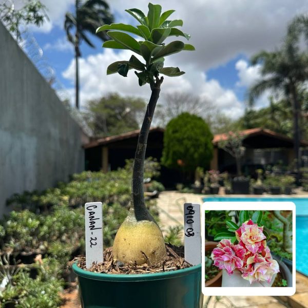 Rosa do Deserto Canan 22